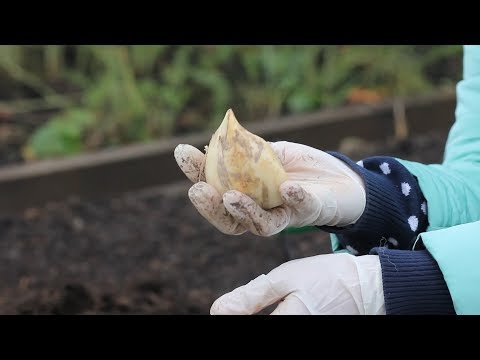 Видео: Лечебный Лук Суворова или чеснок Рокамболь