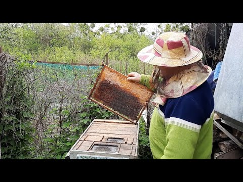 Видео: Расширение гнезда пчел вощиной весной
