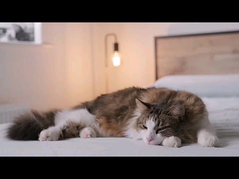 Видео: Нежное Мурлыканье Кошки! Для расслабления и сна. Природа. Релаксация