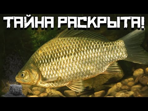 Видео: КАРАСЬ ДУРЕЕТ от ЭТОГО! Секретная насадка РАСКРЫТА! Рыбалка весной 2024