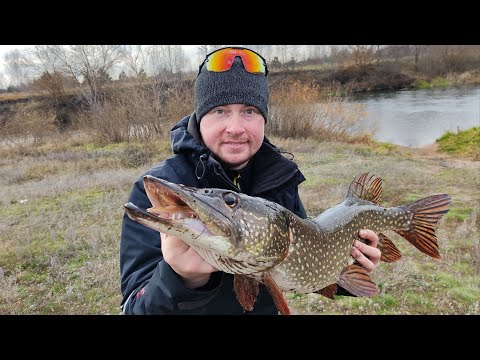 Видео: Наконец-то!!! ТРОФЕЙчик ). Река Воронеж. Джерки.