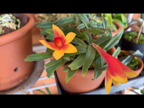 Видео: dendrobium cuthbertsonii , уход.