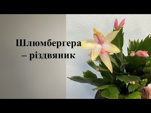 Видео: Як зацвісти шлюмбергеру (різдвяник)?