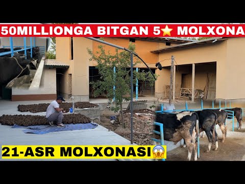 Видео: БУНИ КУРИБ МОЛХОНАМНИ БУЗГИМ КЕЛДИ! Доктор молхона куриш сирларини очиб ташлади #молбокиш #молхона