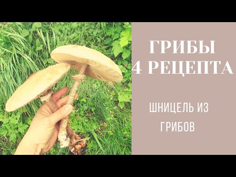 Видео: 4 рецепта из грибов | отбивные из грибов