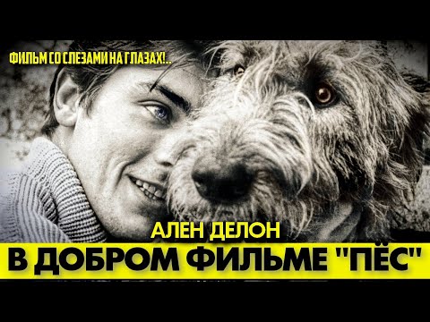 Видео: 🟥 Ален ДЕЛОН в фильме "ПЁС" (Le Chien, драма, 1962) 🐶 #аленделон #alaindelon #делон