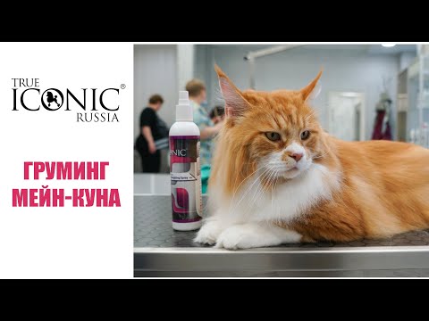 Видео: Груминг мейн-куна косметикой #TrueIconic