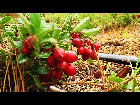 Видео: Как правильно ухаживать за брусникой