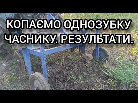 Видео: Копаем однозубку чеснока. Результаты.