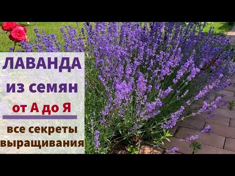 Видео: ВСЁ О ВЫРАЩИВАНИИ ЛАВАНДЫ в любом саду: посев, обрезка, подкормки, размножение, зимовка