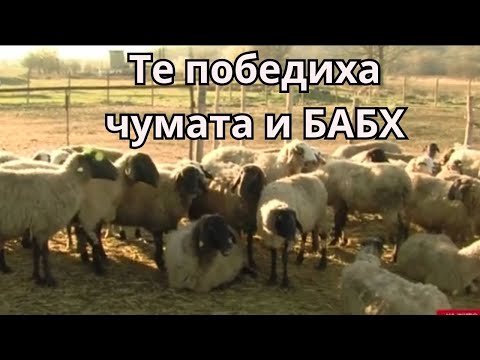 Видео: Овцете, които победиха чумата и БАБХ