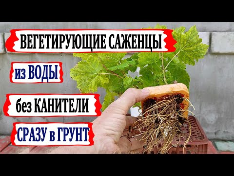 Видео: 🍇 Чтобы саженцы не  погибли. Пересадка вегетирующих саженцев из воды в грунт без канители и маеты!