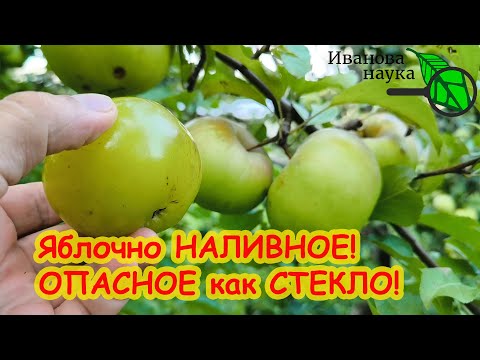 Видео: ЧЕГО НЕ ХВАТАЕТ ДЕРЕВЬЯМ? Чем подкормить яблоню от гнили плодов. Стекловидность плодов. Как лечить.