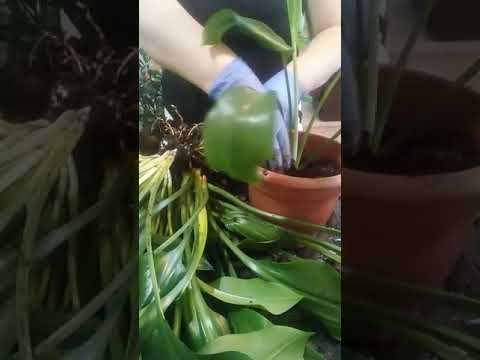 Видео: Эухарис (лилия) пересадка