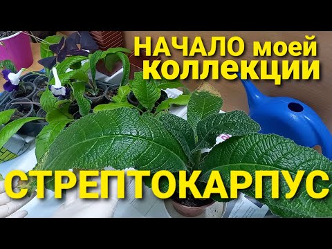 Видео: Стрептокарпусы нюансы о которых я знаю. Начало моей коллекции
