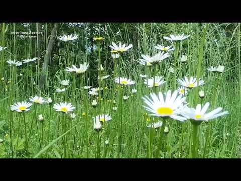 Видео: ЦЕЛИТЕЛЬНЫЙ ЭФФЕКТ ПЕНИЯ ДРОЗДА И ЛЕСНЫХ ПТИЦ В БЕРЁЗОВОМ ЛЕСУ,ПОЛЕ РОМАШЕК И ЧИСТОЕ НЕБО ЭТО РЕЛАКС