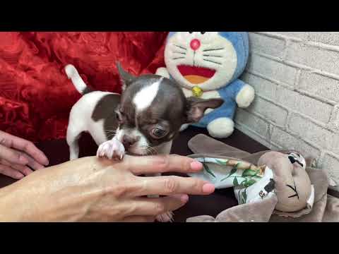 Видео: Продаю чихуахуа девочку Мирру цена 100 тыс. рублей #chihuahuapuppy #купитьчихуахуа #vlog  
