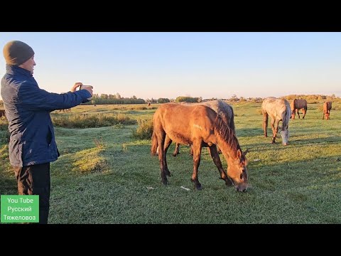 Видео: Саныч выбирает Жеребца. Дунай, Балхаш, Байкал, Урал .