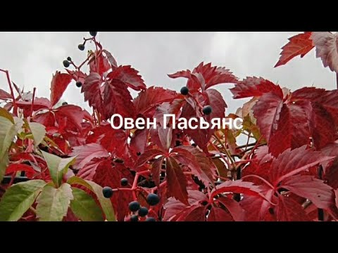 Видео: Пасьянс Овен♈ 7-13.10.24🧣🛍🍁Таро