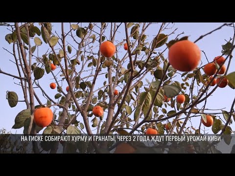 Видео: Экзотика юга на приднестровских участках