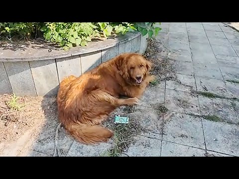 Видео: «Усыпите!» Дважды врачи убеждали бросить парализованного голдена, но его глаза просили жить.