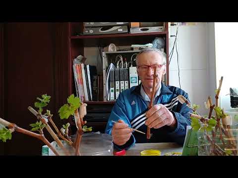 Видео: Лучший способ укоренения черенков винограда. Подтверждено опытами. 100 % результат.