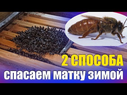 Видео: матка + несколько пчел на рамке, как спасти матку пчел зимой?