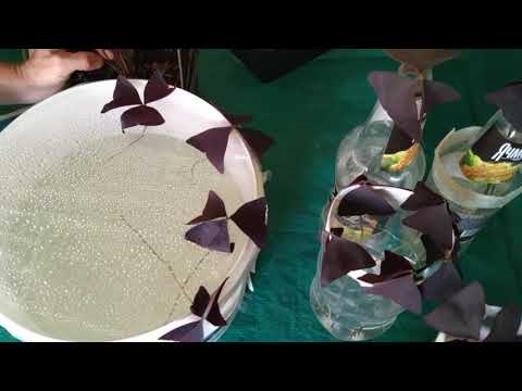 Видео: Кислица