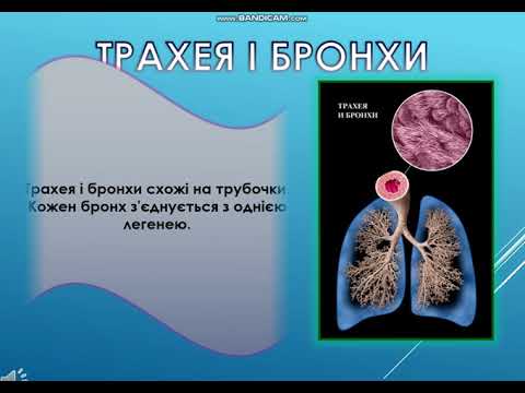 Видео: Я досліджую світ 3 клас. Які органи утворюють дихальну систему