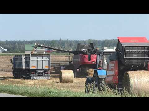 Видео: Гомсельмаш GS2124 убирает тритикале в ОАО Журавлиное!