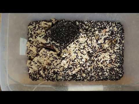 Видео: Жук знахарь