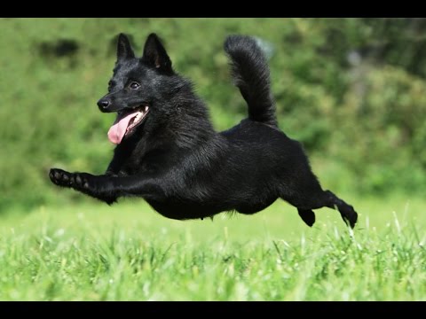 Видео: Шипперке – отличная охранная собака. Стандарт породы.