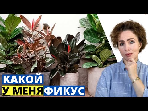 Видео: ФИКУС Каучуконосный сорта. Фикус польза и вред.