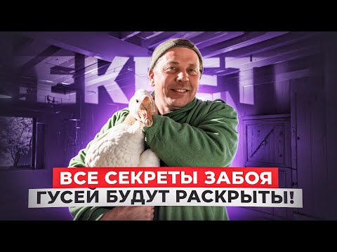 Видео: Забой гусей: самые подробные инструкции от фермера “Моего Подворья” 🤯🔍🐓