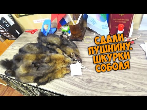 Видео: Сдали промысловую пушнину, шкурки соболя