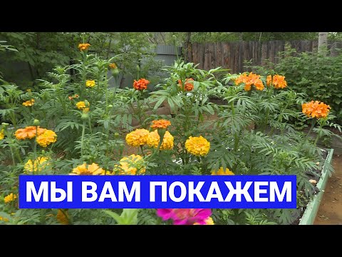 Видео: Мы вам покажем: Выращивание шафрана
