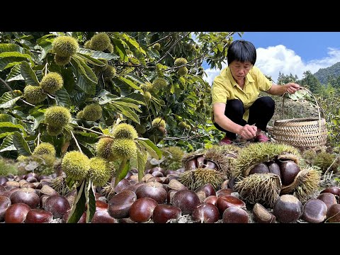 Видео: Каштаны приготовлены, бабушка сбила землю, тушеное мясо сладкое