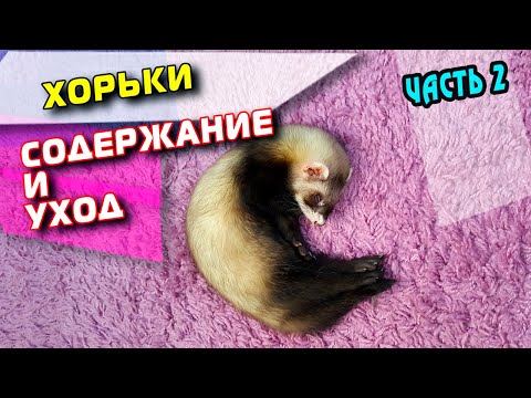 Видео: ХОРЕК. УХОД И СОДЕРЖАНИЕ. ЧАСТЬ 2