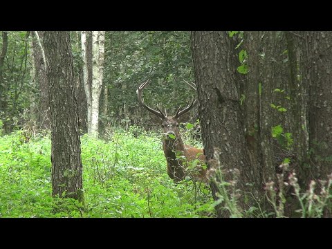 Видео: Моменты гона оленей 2025