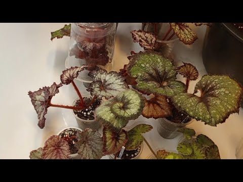 Видео: Бегониевые дела. Пересадки. Ч. 1