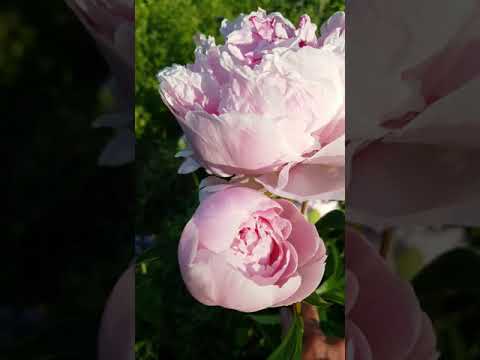 Видео: Пион Sarah Bernhardt