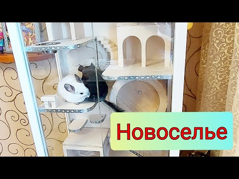 Видео: Витрина для шиншилл. Новоселье.