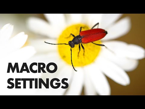 Видео: 10 настроек камеры/вспышки для макросъемки