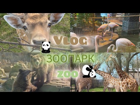 Видео: 🦩VLOG/ВЛОГ\ЗООПАРК|ZOO/жираф,рыбы,слон,обезьяны,змеи,ёжик,птицы,медведи,фламинго,олени,кролики,волки