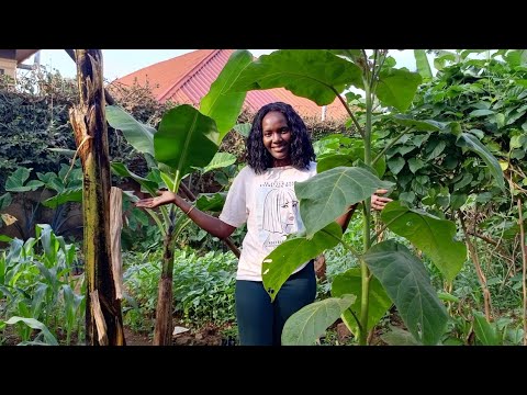 Видео: Обновление сада: процветающий крошечный сад в городе Кампала, Уганда🇺🇬