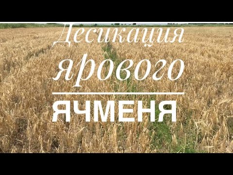 Видео: Десикация ярового ячменя