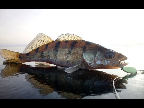 Видео: Ловим Берша и Судака. Кама