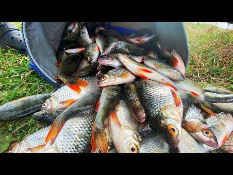 Видео: ДИЧАЙШИЙ ЖОР! ТОЛЬКО ОПУСКАЙ! рыбалка с лодки