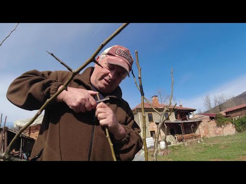 Видео: ЖИВОТ НА СЕЛО /Присаждаме круша сорт "НОВЕМБРА"   / Първите ни уроци по ашладисване / LINE D5