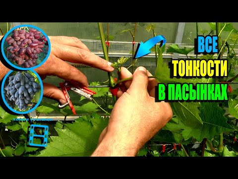 Видео: РАЗУМНОЕ ПАСЫНКОВАНИЕ ВИНОГРАДА. УДАЛЯТЬ ИЛИ НЕТ ПАСЫНКИ ВИНОГРАДА? СЕВЕРНЫЙ ВИНОГРАДНИК 23-23
